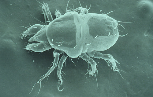 현미경으로 옴 진드기의 사진