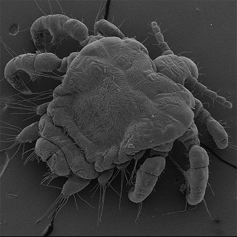 Foto av en blygdlus under ett mikroskop