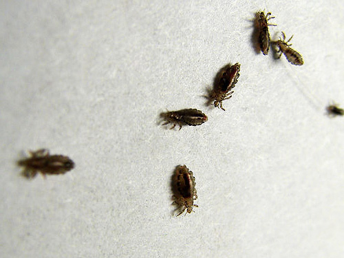 Moderne insecticiden verlammen snel luizen en doden ze uiteindelijk
