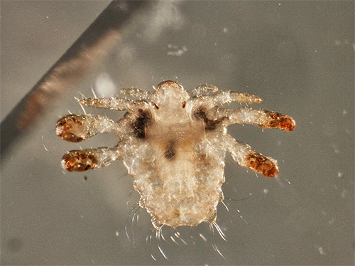 ภาพถ่ายของ pubic louse