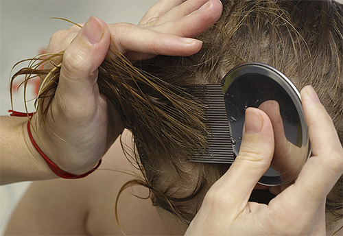 Det är nödvändigt att börja kamma ut löss och nits med en kam från själva rötterna av håret.
