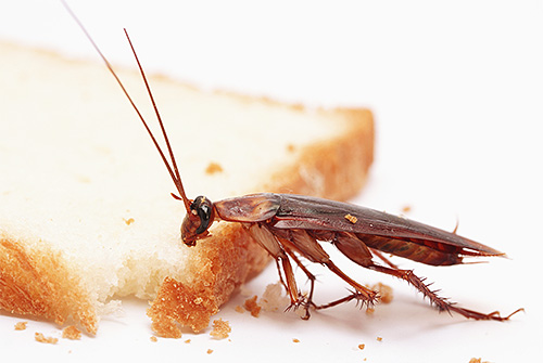 Kackerlackor attraheras av lukten av mat, som används i fällor för dem.