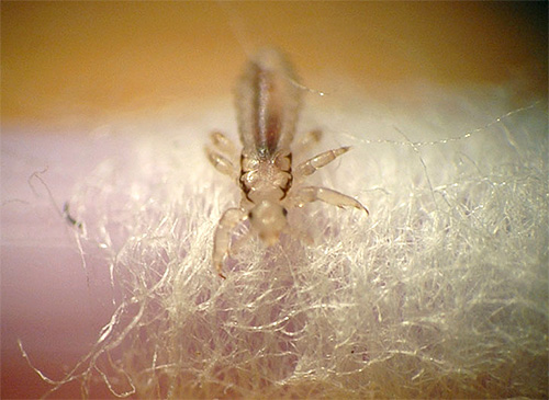 larva del pidocchio del corpo