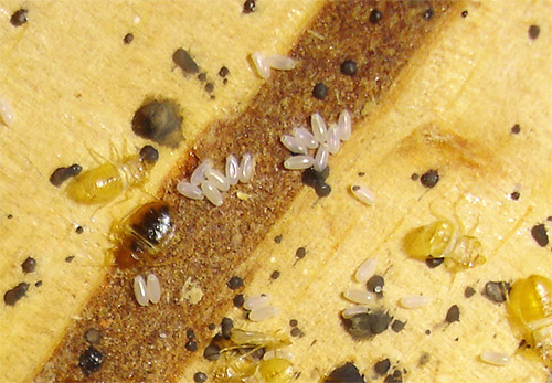 Nya larver kan kläckas från vägglössägg, så bearbetning bör göras flera gånger.