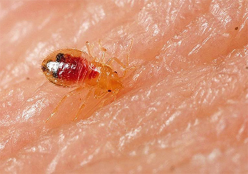 La foto mostra una larva di cimice.