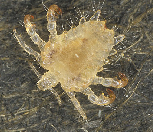De schaamluis lijkt qua uiterlijk op een microscopisch kleine krab