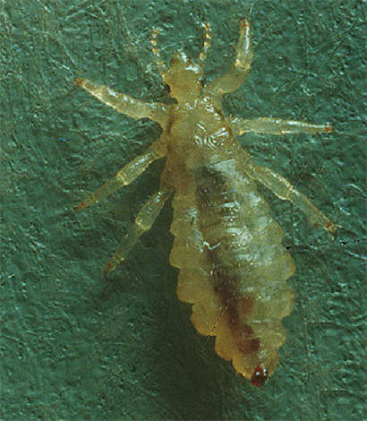 Penutup chitinous kutu linen adalah lut sinar, dengan pembesaran yang mencukupi, anda boleh melihat bahagian dalam serangga