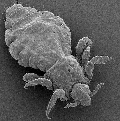 Pidocchi di lino al microscopio