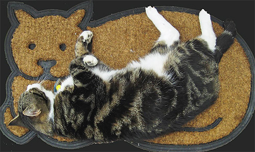 Weinig mensen weten dat de belangrijkste habitat van vlooien niet op het lichaam van de kat is, maar op het tapijt of op het beddengoed.