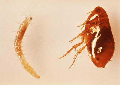 Takto vypadá larva (vlevo) a dospělá blecha kočičí (vpravo).