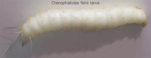 larva de purici de pisică