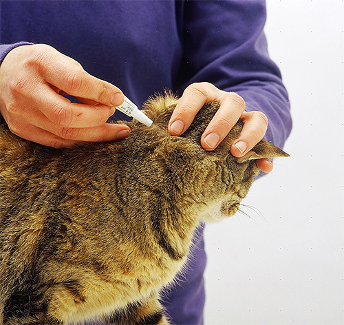 Picăturile de insecticid sunt aplicate pe greabăn și de-a lungul coloanei vertebrale a pisicii