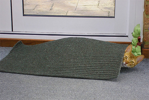 För att förhindra uppkomsten av loppor hos ett husdjur måste du regelbundet skaka ut alla mattor och sängkläder.