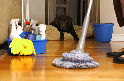 Nadat u het appartement van vlooien heeft verwerkt, moet u nat reinigen en luchten
