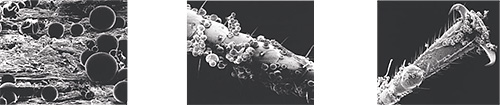 Microscopische capsules nestelen zich op oppervlakken, waaronder het lichaam van een insect.