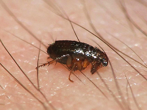 Sesetengah racun serangga lapuk cukup mampu memusnahkan kutu di apartmen, tetapi pada masa yang sama ia boleh membahayakan kesihatan penduduk.
