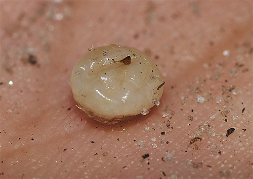 femela purice de nisip
