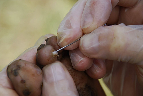Processen att extrahera en sandloppa från ett finger