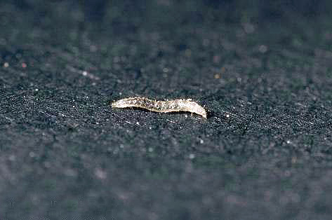De larve van een vlo eet heel anders dan een volwassene.