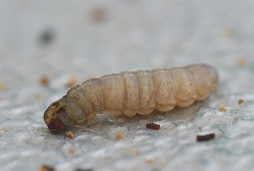 Larva blechy se od dospělého liší stejným způsobem, jako se larva zavíječe voskového na fotografii liší od motýla můry.