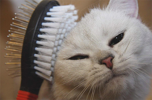 Prije liječenja mačke od buha, vrijedi je temeljito češljati