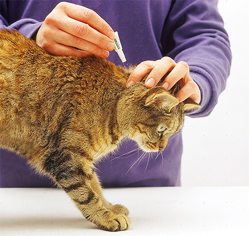 Druppels van vlooien worden aangebracht op de schoft van de kat