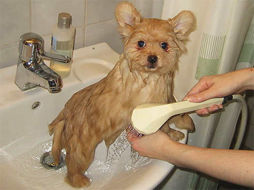 Als er een verhoogde gevoeligheid van het huisdier voor Bars-druppels is, moet u het dier wassen met shampoo