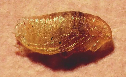 În ultima etapă de dezvoltare, larva de purici se transformă într-o pupă.