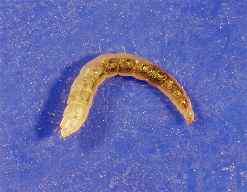 La larva della pulce morirà solo al contatto diretto con la polvere di insetticida.