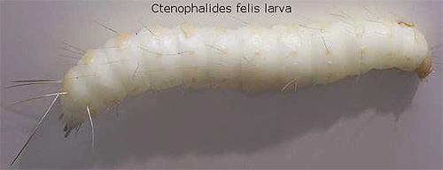 Un'immagine ingrandita di una larva di pulce di gatto