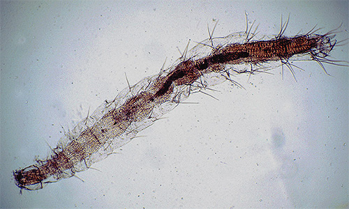 Larva de purici la microscop