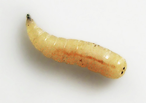 A takto vypadá muší larva (červa) při zvětšení
