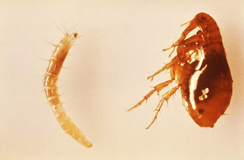 Na fotografii - bleší larva a dospělý
