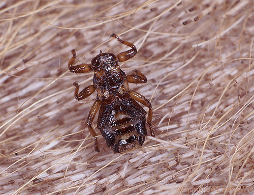 Bilden visar en hjortblodsugare (annars - en älgloppa) i pälsen på ett djur