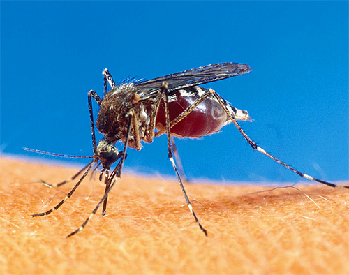 Gigitan nyamuk di Vietnam dan Thailand sering dikelirukan dengan gigitan kutu pasir.