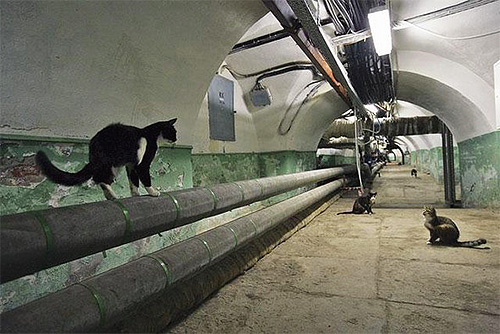Pisicile care trăiesc în subsoluri pot infecta cu ușurință animalele de companie cu purici.