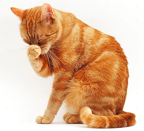 Kucing dan kucing lebih sensitif terhadap piretroid berbanding anjing, jadi berhati-hati apabila menggunakan produk kutu padanya.