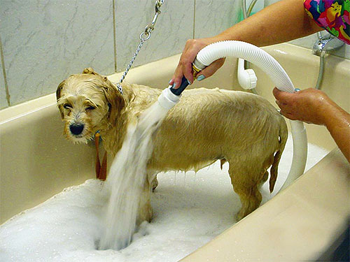 Tắm cho thú cưng thường xuyên có thể được sử dụng như một biện pháp ngăn ngừa bọ chét.