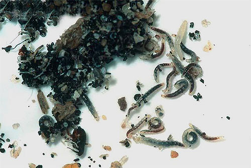 Larva kutu