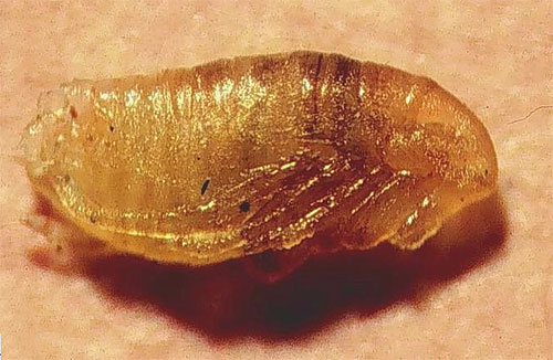 Pupele de purici pot supraviețui chiar și după ce puricii și larvele lor au fost distruse.