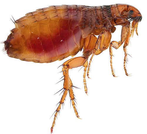 Kebanyakan racun serangga moden adalah toksik kepada kutu dan agak selamat untuk manusia.