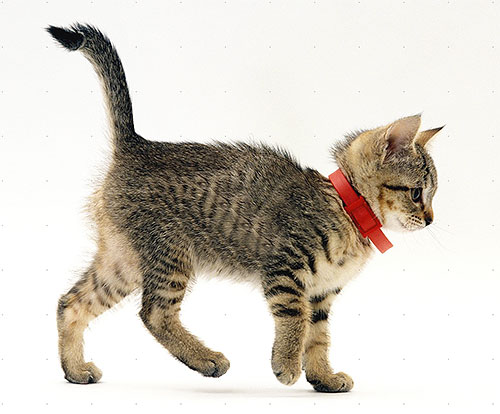 Ett exempel på ett insekticidhalsband på en kattunge