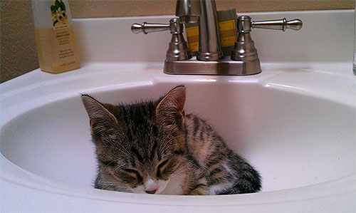 Untuk menghilangkan anak kucing kecil kutu, syampu khas biasanya digunakan.