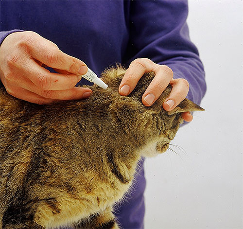 Ett exempel på att applicera loppdroppar på manken på en katt.