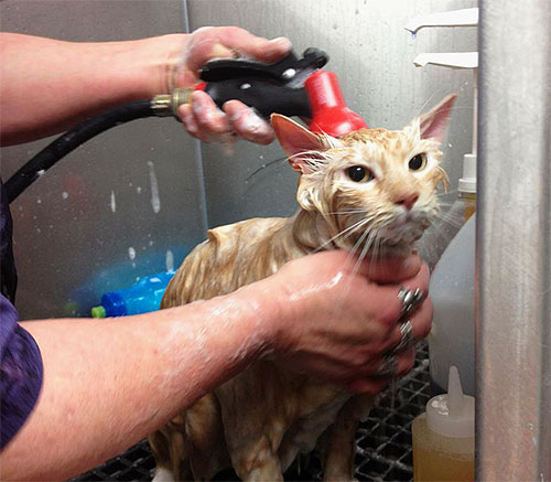 È importante lavare accuratamente il gatto dopo aver usato lo shampoo per pulci.