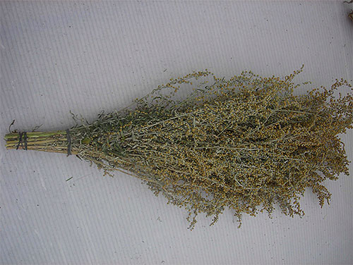 Cawangan wormwood boleh digunakan untuk pencegahan - sebagai penghalau kutu.