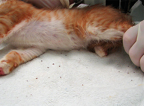 Kedide çok sayıda pire varsa, eşlik eden hastalıklar için tedavi edilmesi gerekebilir.