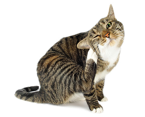 Az állandó bolhacsípés súlyos bőrgyulladáshoz vezethet egy macskában az állandó vakarás miatt.
