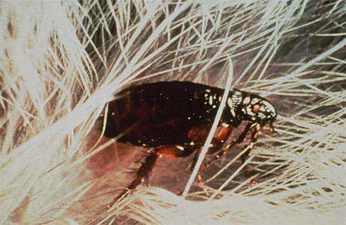 Racun serangga moden berkesan menjejaskan kutu dan agak selamat untuk manusia dan haiwan.