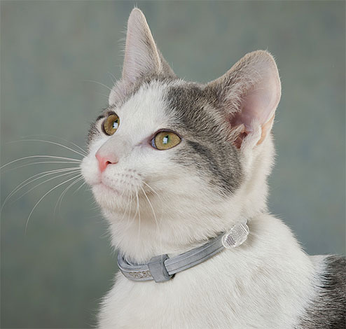 Per prevenire la re-infestazione di un gatto con le pulci, è consigliabile metterci un collare antipulci.